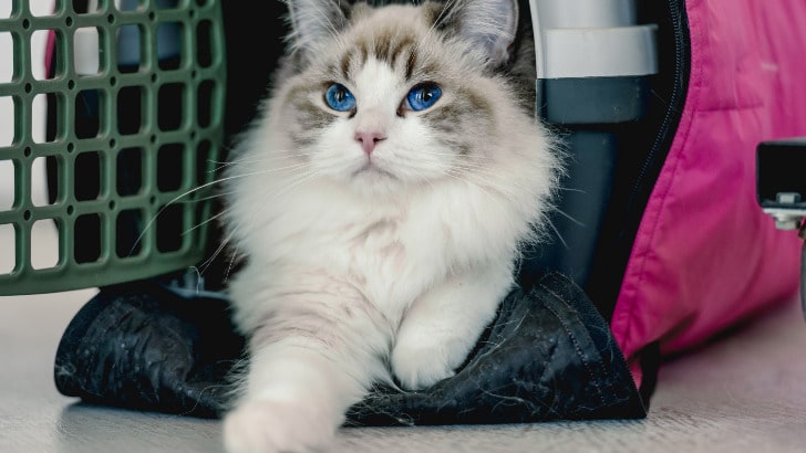 Cat in fashionable pet carrier.